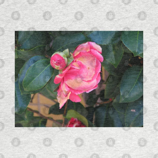 Camellia coming into bloom by FriendlyComputerHelp